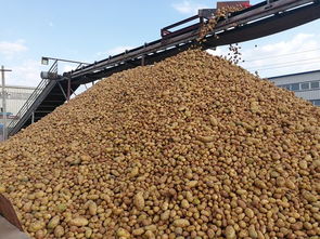 小土豆价格坚挺，有望撬动大薯业淀粉经济新增长